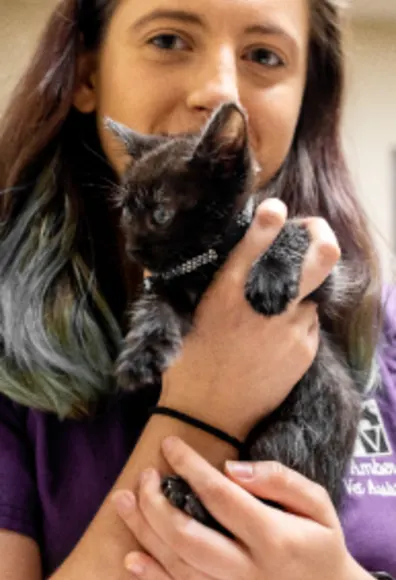 Kitten being held by staff at Arroyo Vista Veterinary Hospital